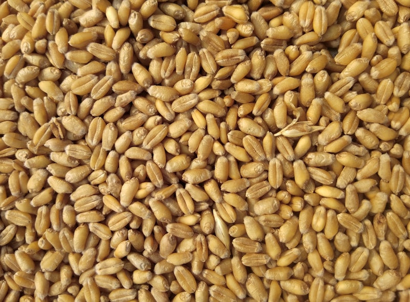 Whole Wheat Flour grocery product image
